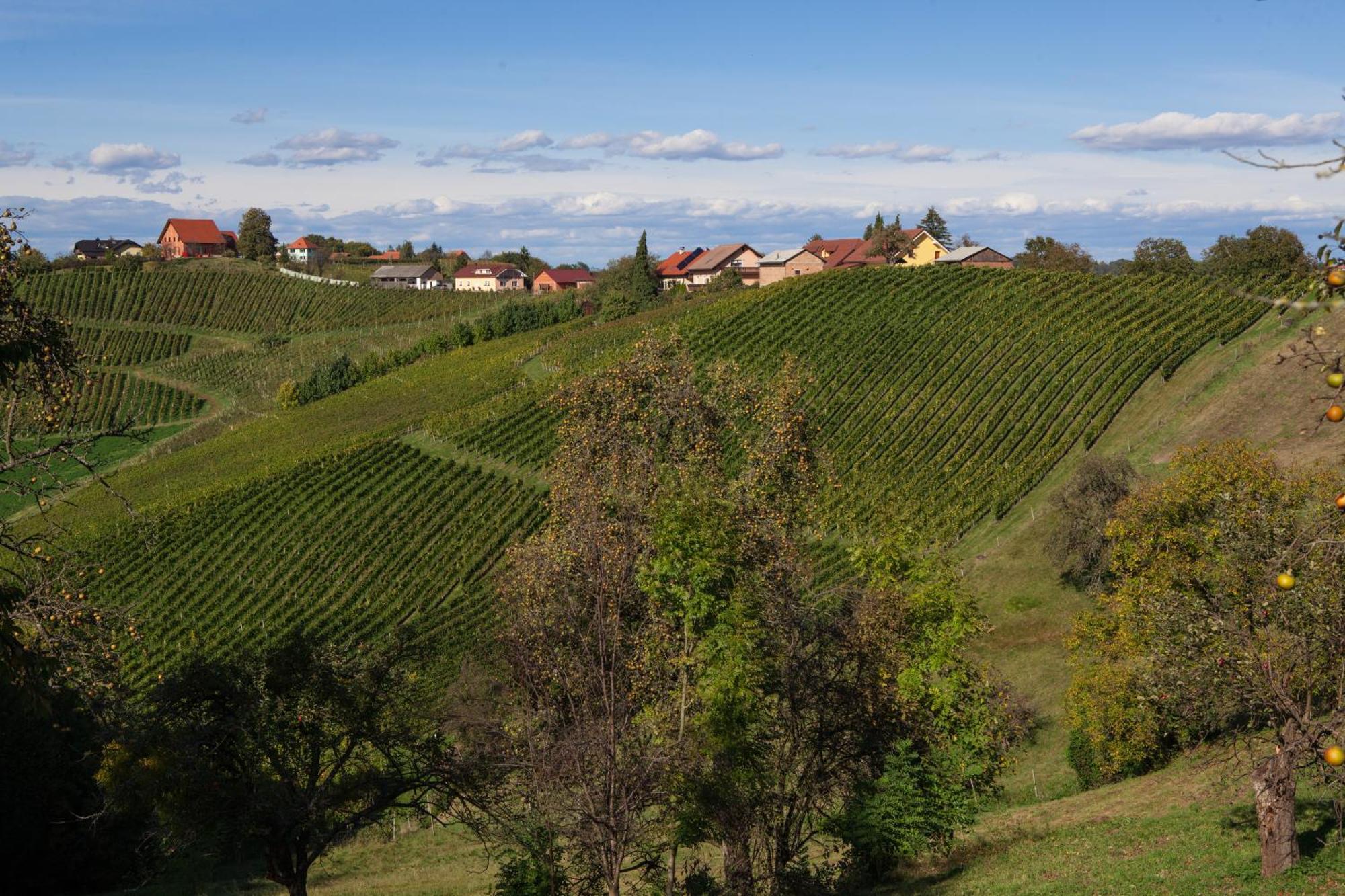 Spodnji Jakobski DolWine & Tourism Bracko住宿加早餐旅馆 外观 照片
